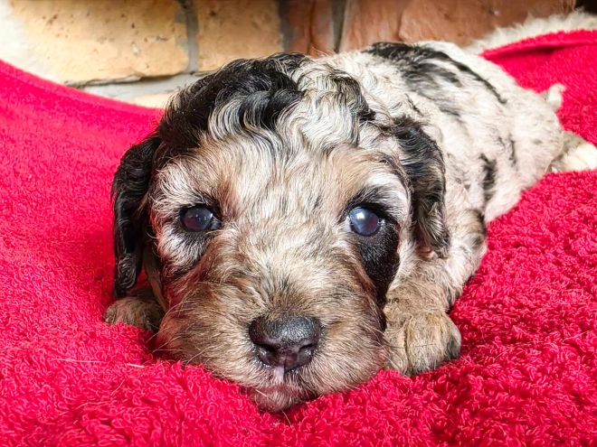 Cavapoo puppy for sale