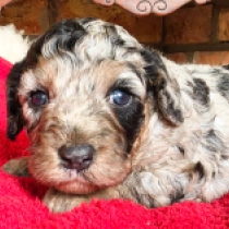 Miracle – F1b, merle Cavapoo for sale