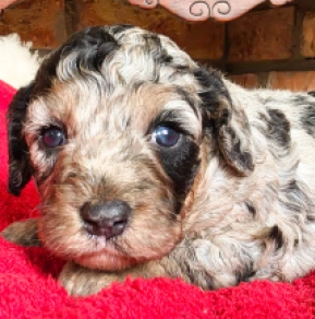 Miracle – F1b, merle Cavapoo for sale