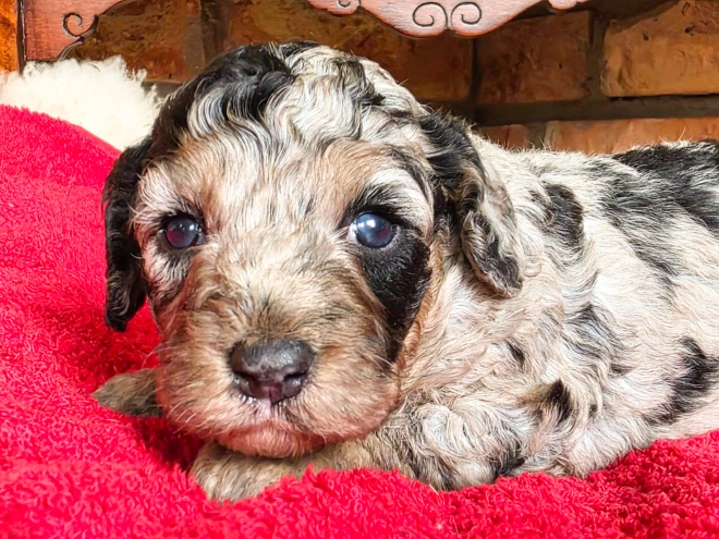 Cavapoo puppy for sale