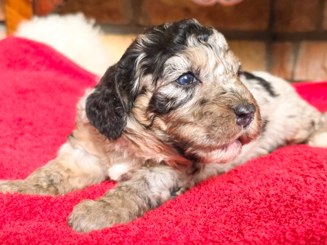 Cavapoo puppy for sale