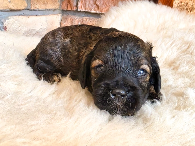 Cavapoo puppy for sale