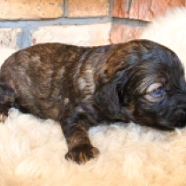 Magic – F1b, sable Cavapoo for sale