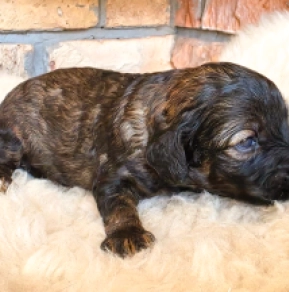 Cavapoo puppy for sale