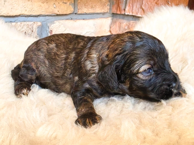 Cavapoo puppy for sale