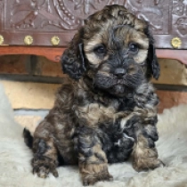 Magic – F1b, sable Cavapoo Welpen kaufen