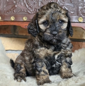 Cavapoo Welpe kaufen