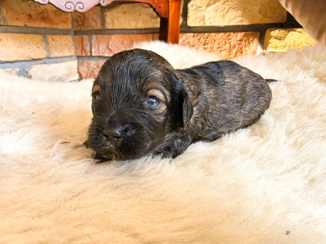Cavapoo puppy for sale