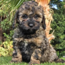 Magic – F1b, sable Cavapoo for sale