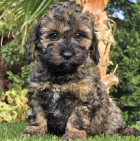 Cavapoo puppy for sale