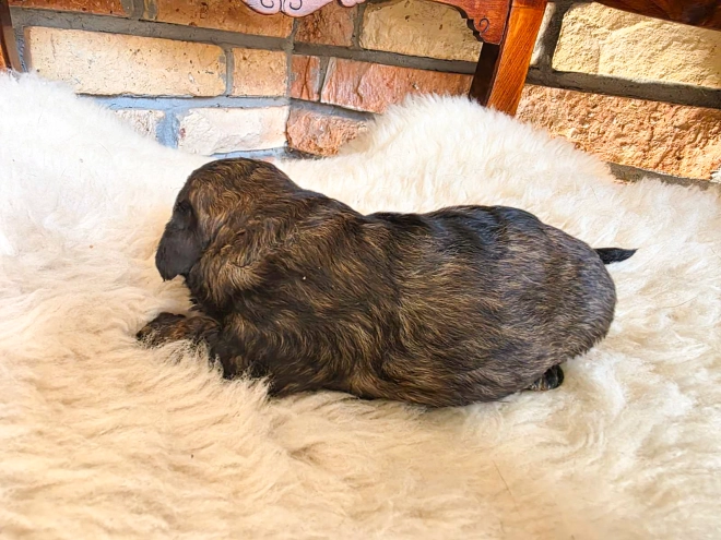 Cavapoo puppy for sale