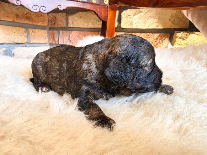 Cavapoo puppy for sale