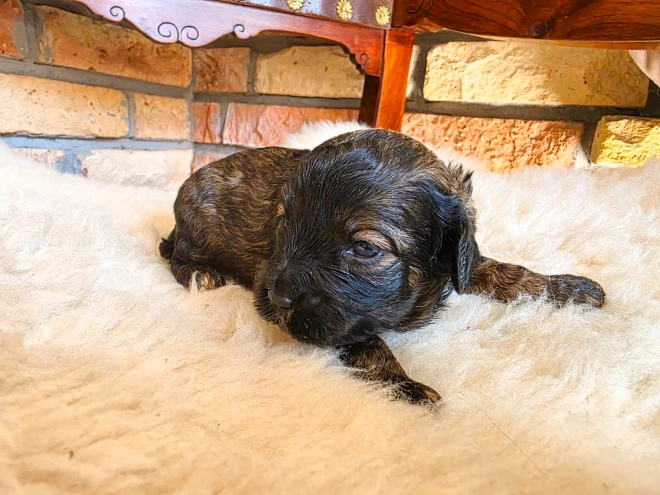 Cavapoo puppy for sale