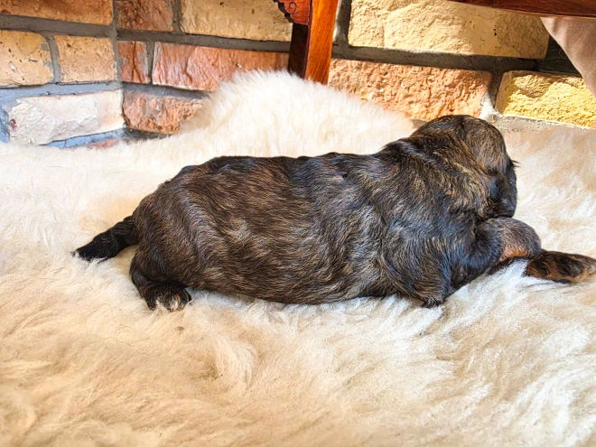 Cavapoo puppy for sale