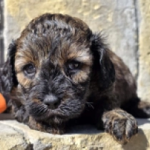 Magic – F1b, sable Cavapoo for sale