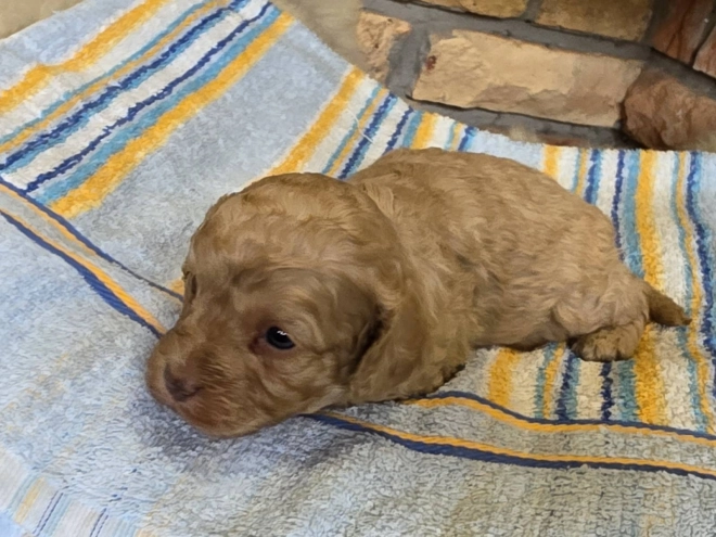 Cavapoo puppy for sale