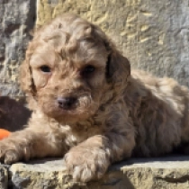 Mike – F1b, golden Cavapoo for sale