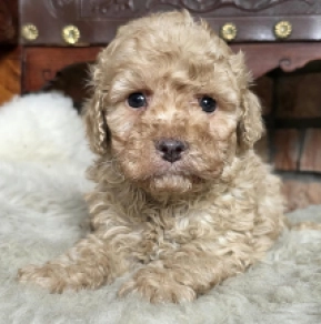 Cavapoo Welpe kaufen