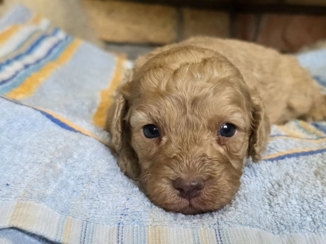 Cavapoo puppy for sale