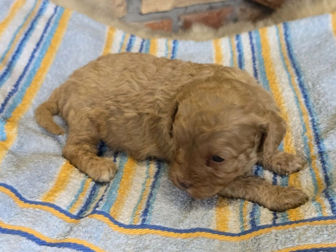 Cavapoo puppy for sale