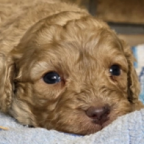 Mike – F1b, golden Cavapoo for sale
