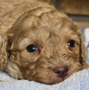 Cavapoo puppy for sale