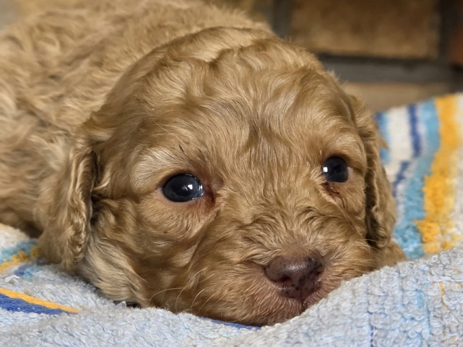 Cavapoo puppy for sale