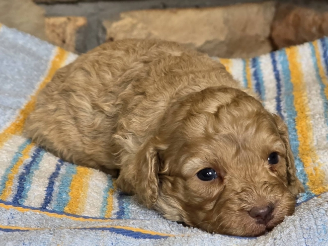 Cavapoo puppy for sale