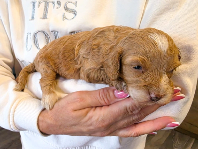 Cavapoo puppy for sale