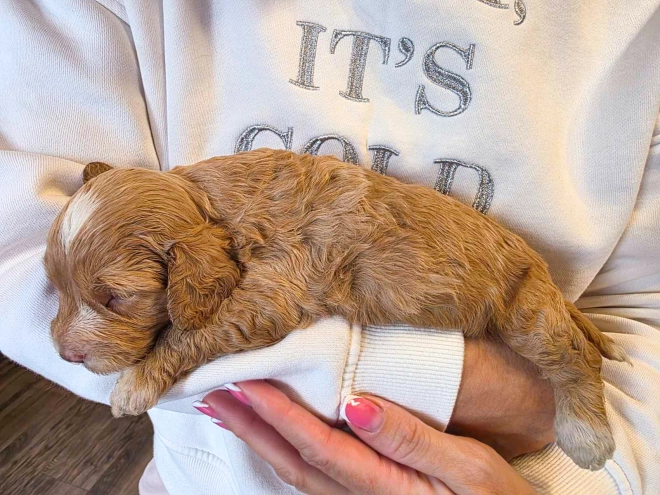 Cavapoo puppy for sale