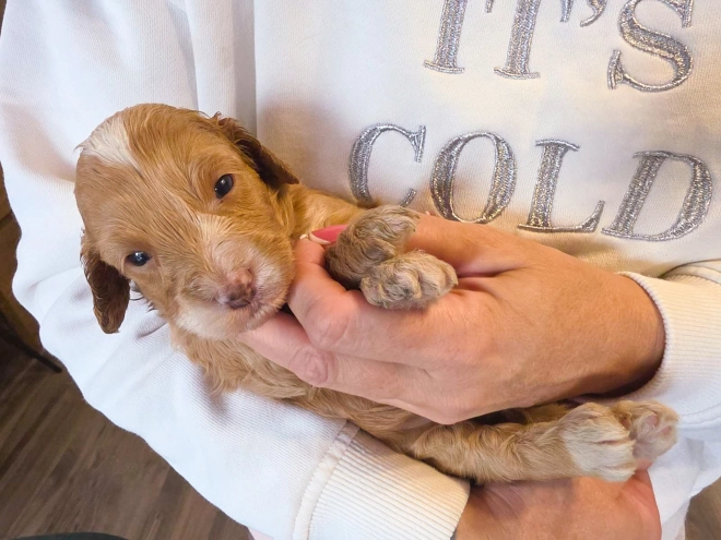 Cavapoo puppy for sale