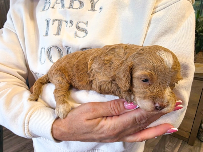 Cavapoo puppy for sale