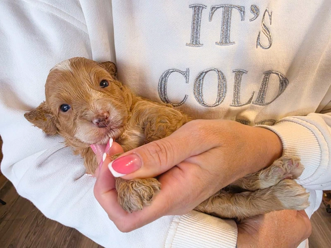 Cavapoo puppy for sale