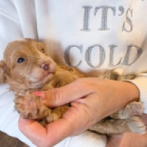 Fiorentina – F1, golden Cavapoo for sale
