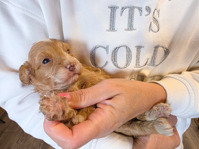 Cavapoo puppy for sale