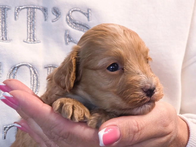 Cavapoo puppy for sale