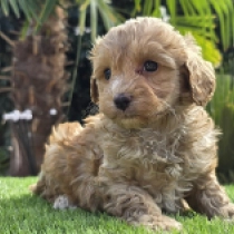 Little Flora – F1, golden Cavapoo Welpen kaufen