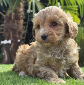 Little Flora – F1, golden Cavapoo Welpen kaufen