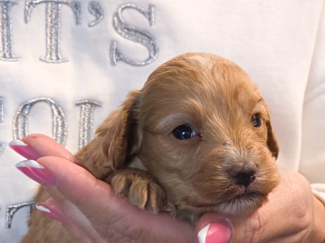 Cavapoo puppy for sale