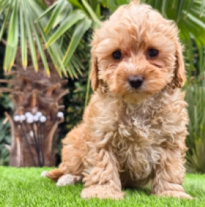 Cavapoo Welpe kaufen