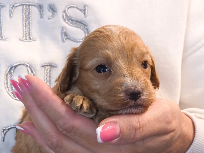 Cavapoo puppy for sale