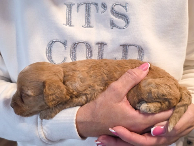 Cavapoo puppy for sale