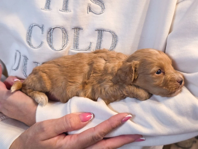 Cavapoo puppy for sale