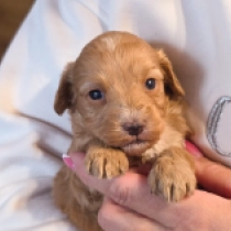 Little Flora – F1, golden Cavapoo for sale