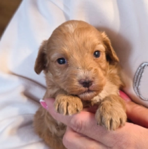 Little Flora – F1, golden Cavapoo for sale