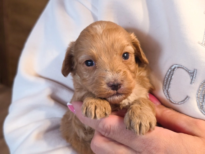 Cavapoo puppy for sale