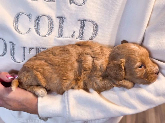 Cavapoo puppy for sale