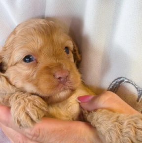 Cavapoo puppy for sale