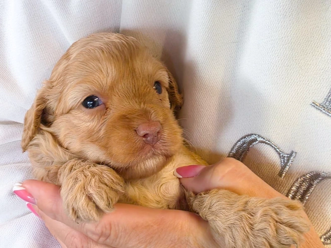 Cavapoo puppy for sale