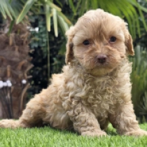 Figo – F1, golden Cavapoo Welpen kaufen